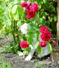 Sandy, "Ferdinand" luktar p sina blommor